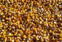 Продам кукурудзу 4500 грн/тонна