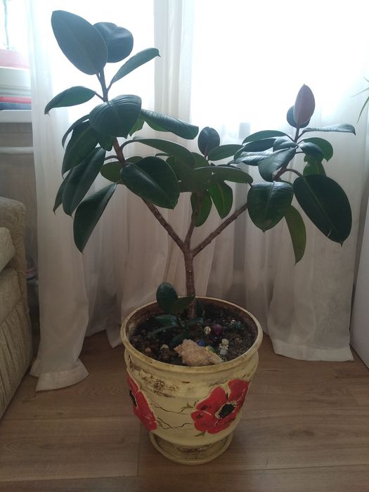 Продам фікус  метро Либідська