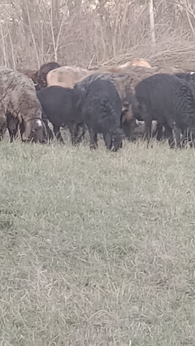 Ягнята, вівці курдючні