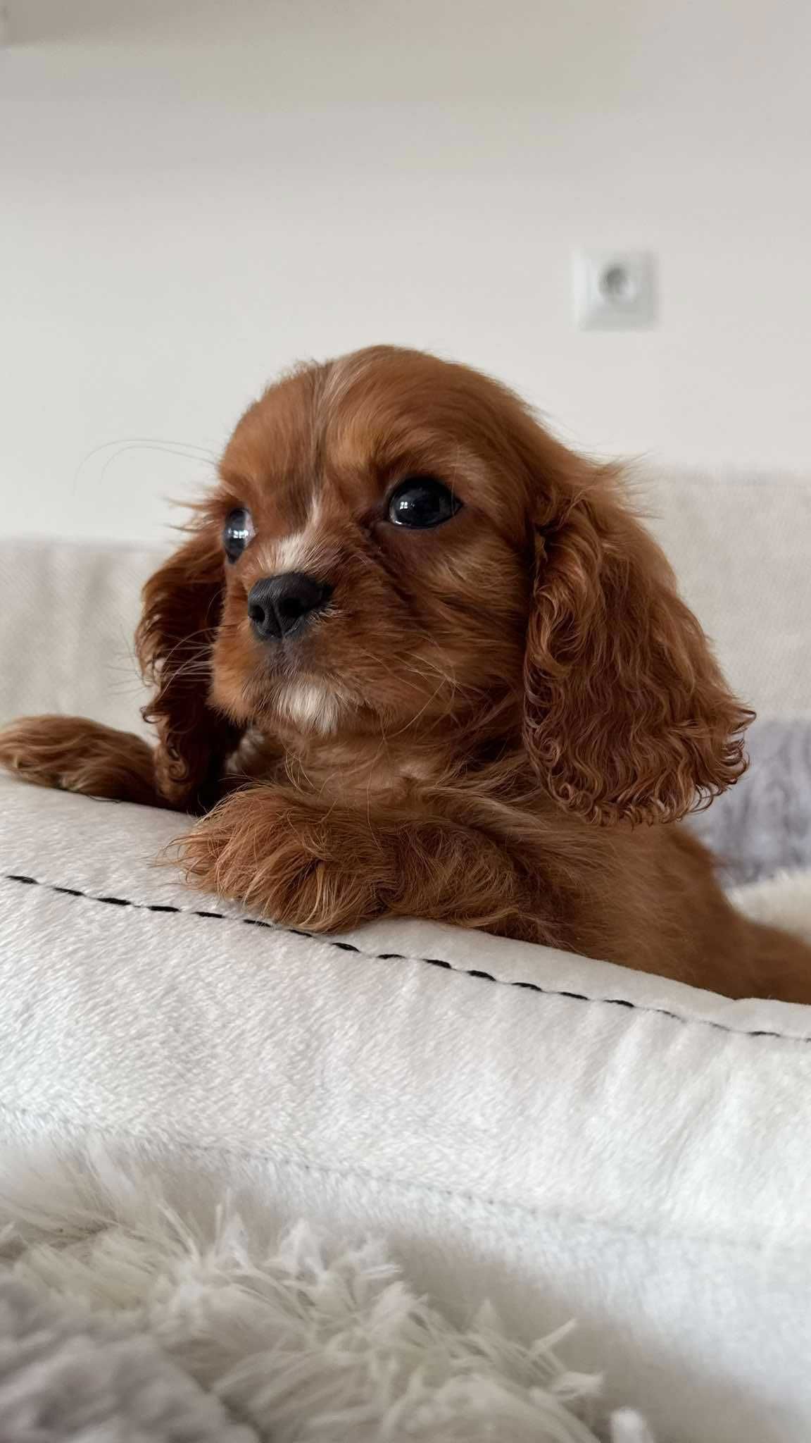 Chłopczyk Ruby Cavalier King Charles Spaniel z Rodowodem
