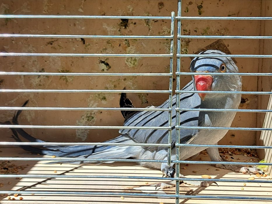 Papugi, papużki aleksandretty obrożne
