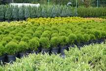 Kulka, Tuja Danica, Thuja Danica.Producent