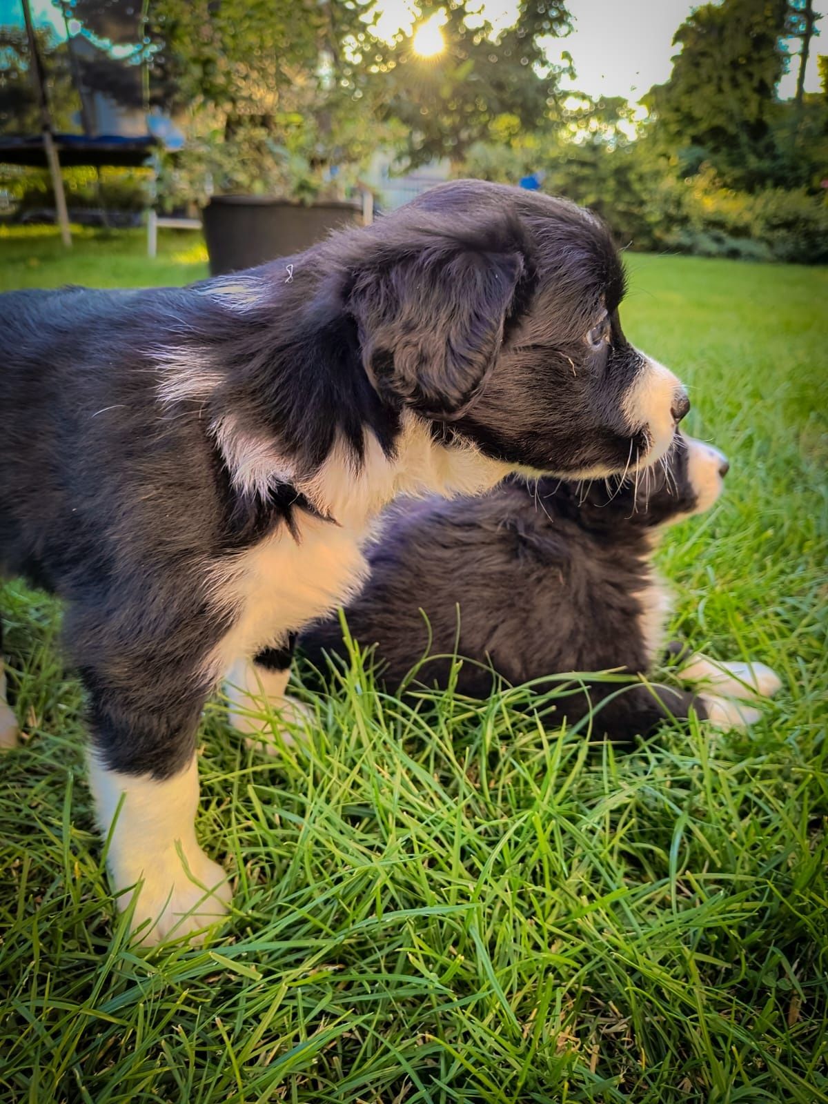Szczeniak Border Collie