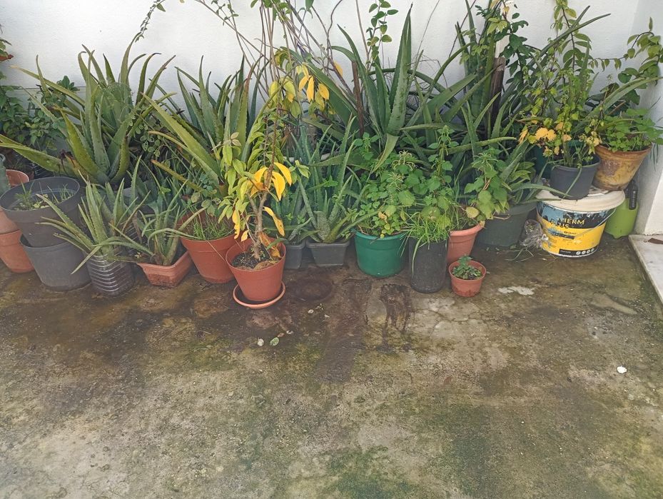 Vasos com Plantas e Vasos Vazios