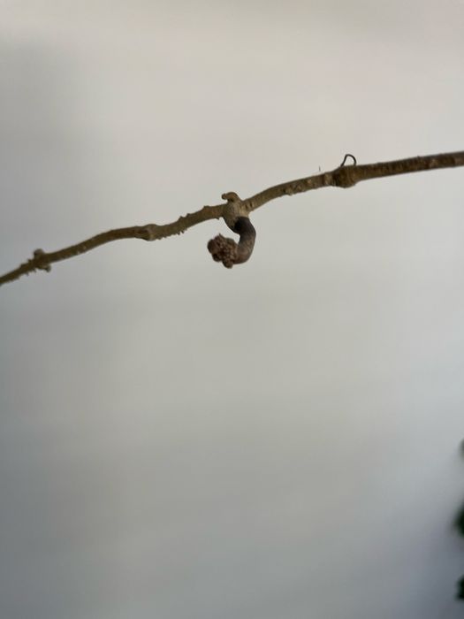 Hoja hoya Meredithii Giant