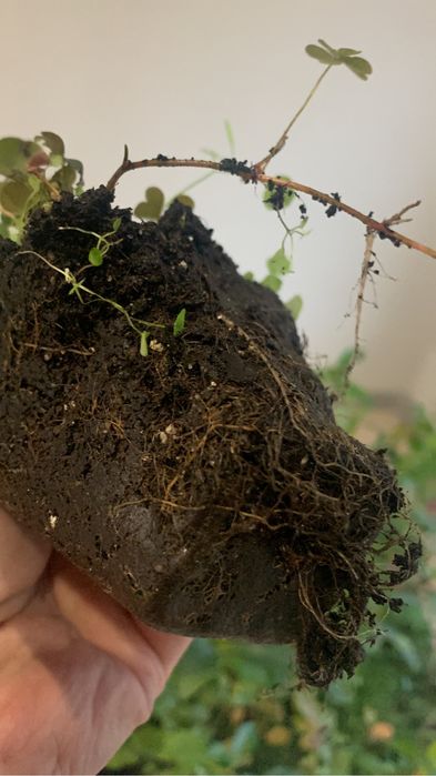 Лохина 1-річка в касетах по 40 шт (голубика, чорниця)