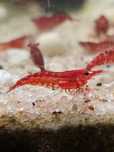 Krewetki red cherry