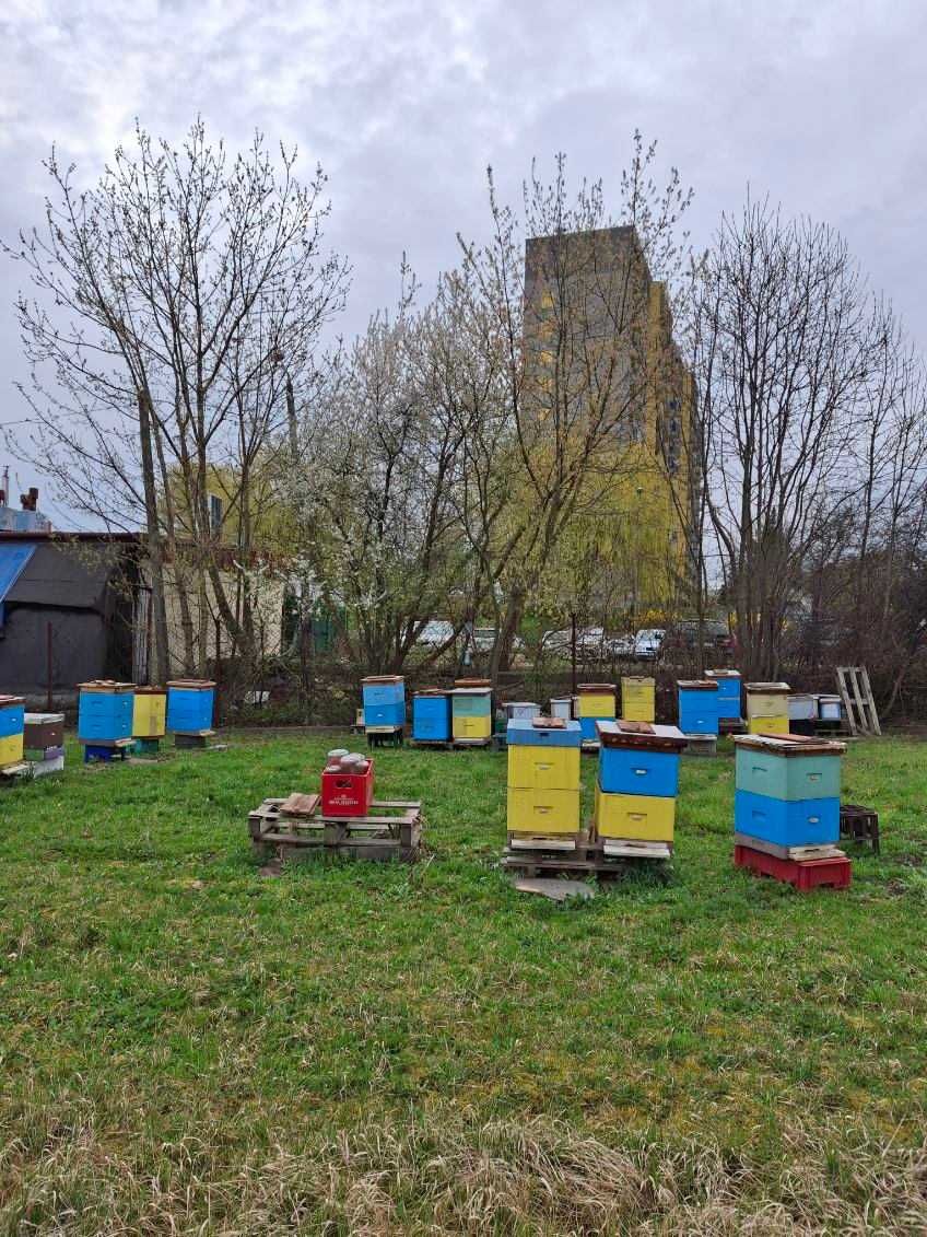 Matka pszczela krainka