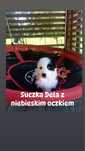 Rasowa suczka  z niebieskim oczkiem Border Collie