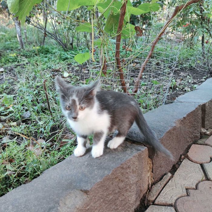 Кошеня котик в хороші руки