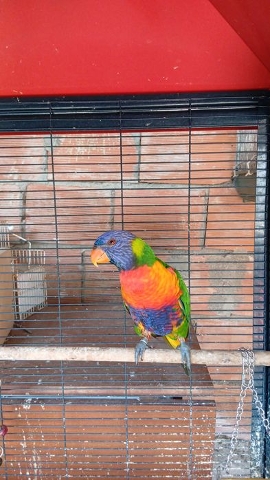 Vendo loris malucano domesticado a mao