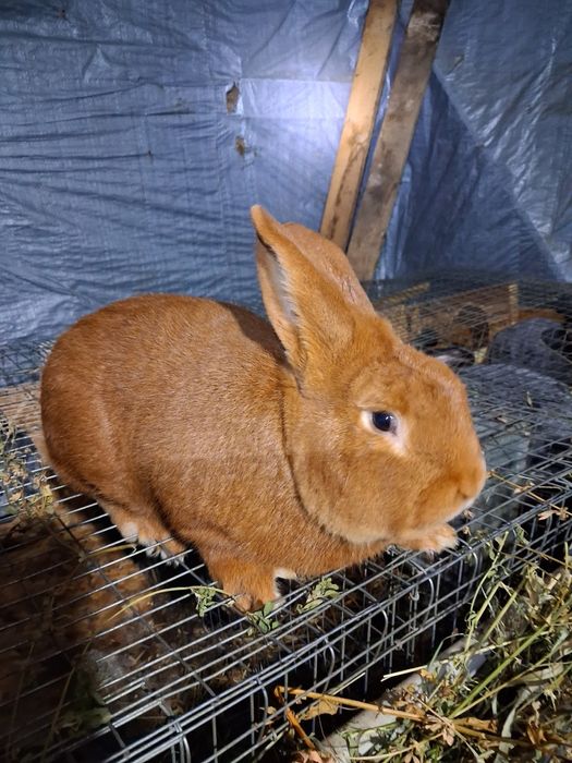 Продам самця робочого новозеландець червоний.