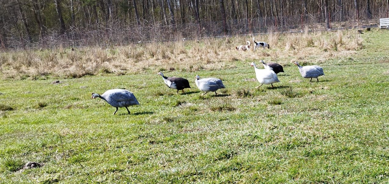 Sprzedam jaja lęgowe Kaczek biegus indyjski i Perliczek