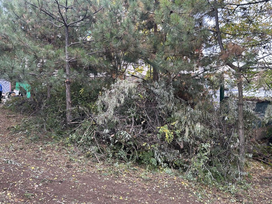 Отдам бесплатно ветки на дрова — акация и сосна.