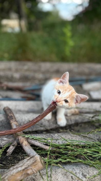 Кошеня руденький шукає люблячу родину