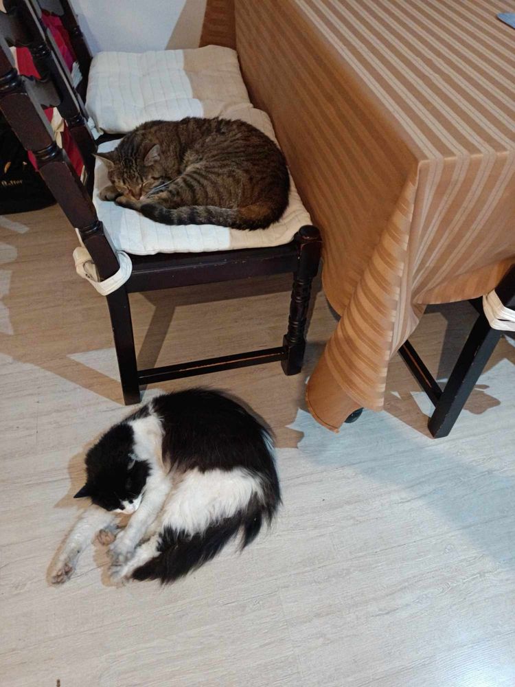 !!!ZAGINĄŁ!!!Gatos