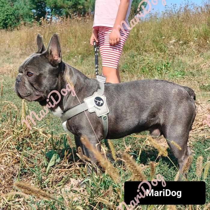 Buldog francuski BLUE niebieski Suczka szczeniak piesek BEZ PRĘG!