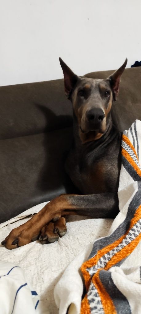 Doberman niebieski chłopak