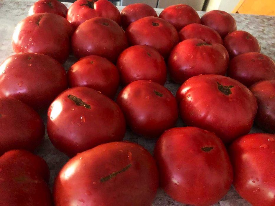 Набір насіння томатів , 7 сортів по 25+ насінин кожного сорту