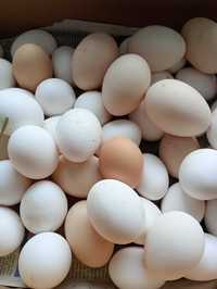 Swojskie jaja z wolnego wybiegu