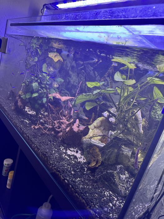 Vendo aquario a trabalhar