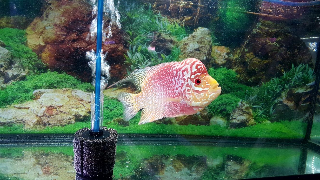 Flowerhorn fish with style