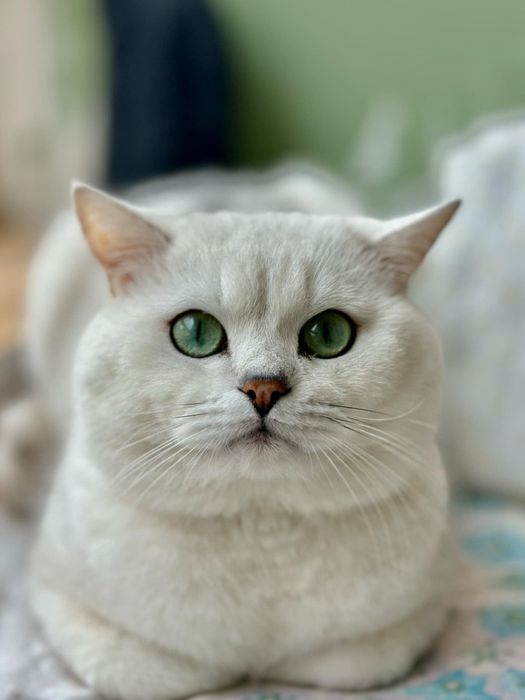 Британский кот на вязку с отличной родословной.