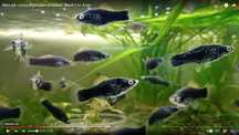 Mieczyki czarne 4-5 cm | Rybki do akwarium