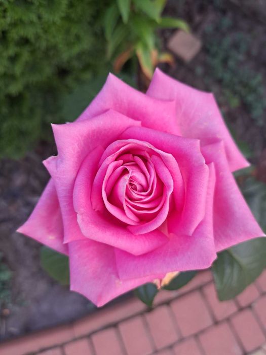 Троянди, Розы, квіти, цветы, гвоздика, бересклет, георгины, растения