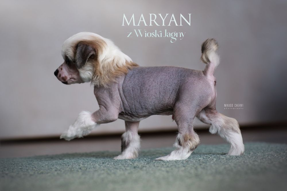 Chiński grzywacz piesek