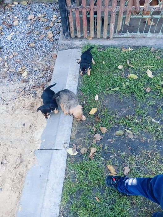 Psy do adopcji za darmo