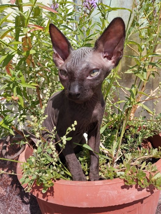 Котята канадского сфинкса