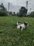 Buldog francuski blue