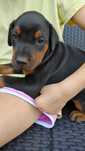 Doberman piekny pies