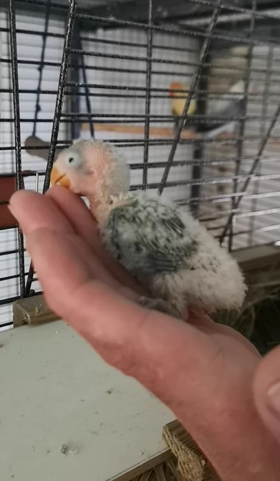 Fisheri opalino slaty turquesa