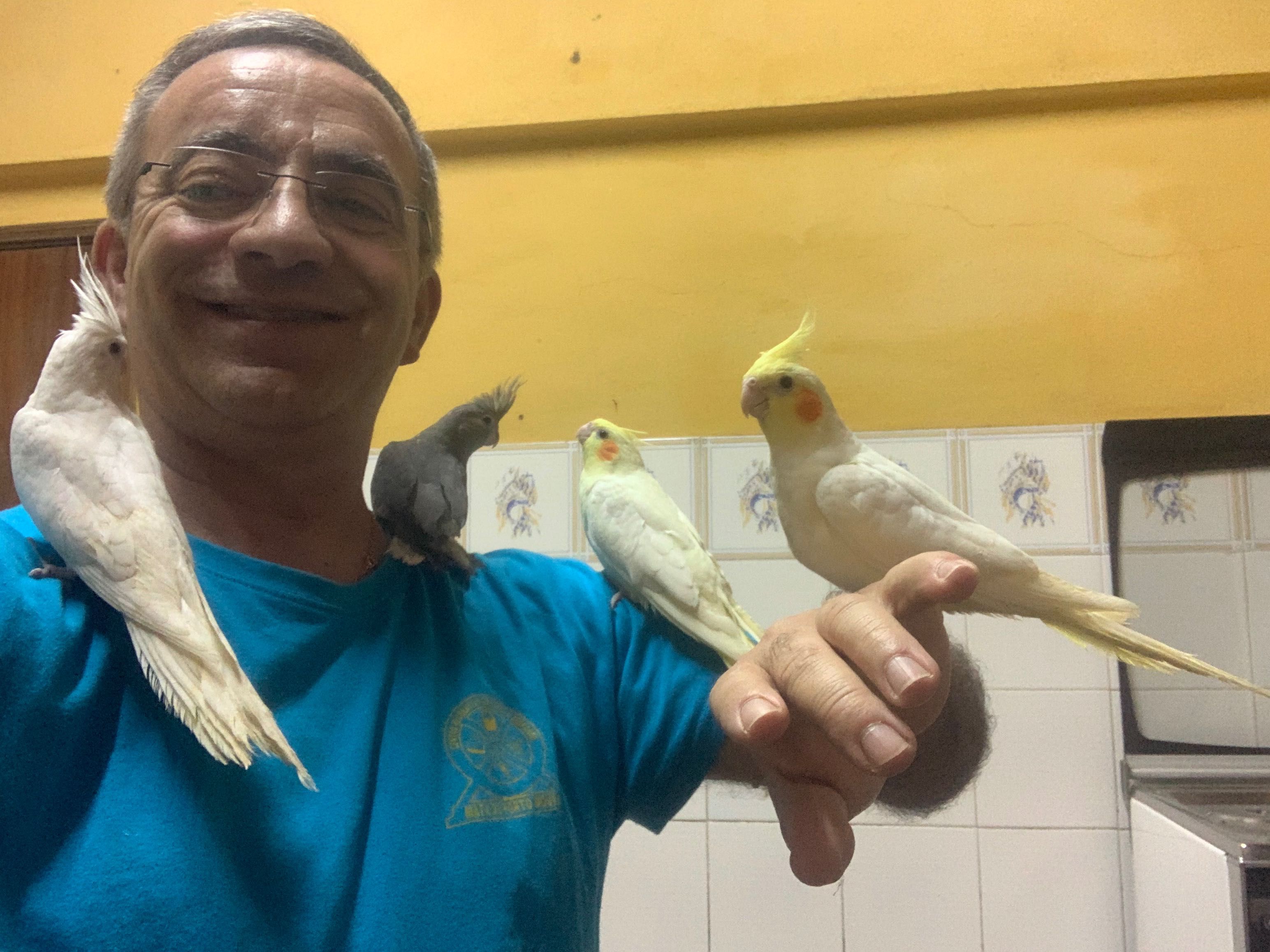 caturras criadas à mão