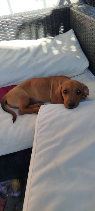 Jamnik krótkowłosy