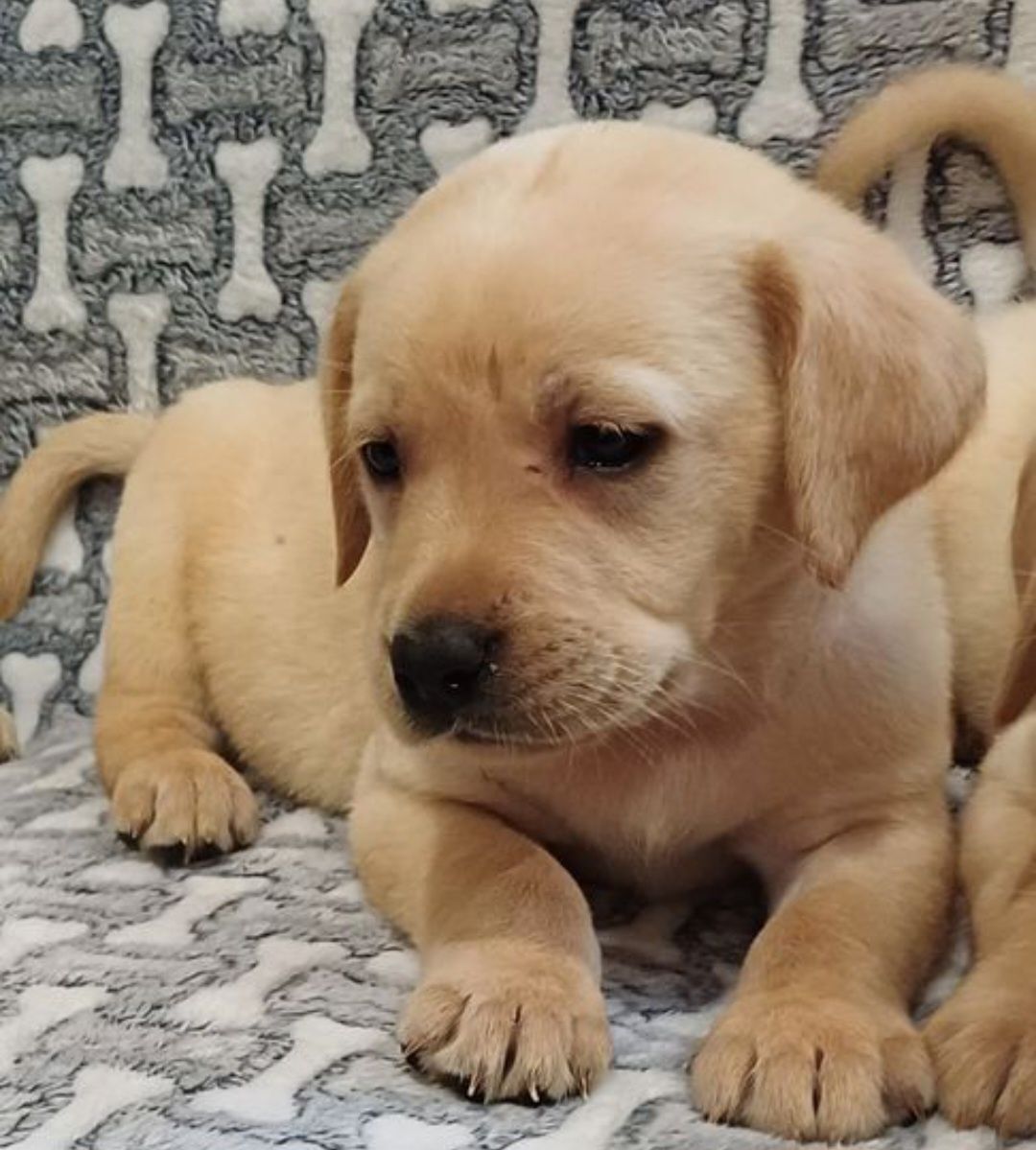 Piesek rasy Labrador