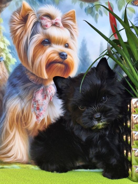 Yorkshire terrier czarny z rodowodem