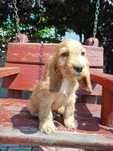 Suczka Cocker spaniel