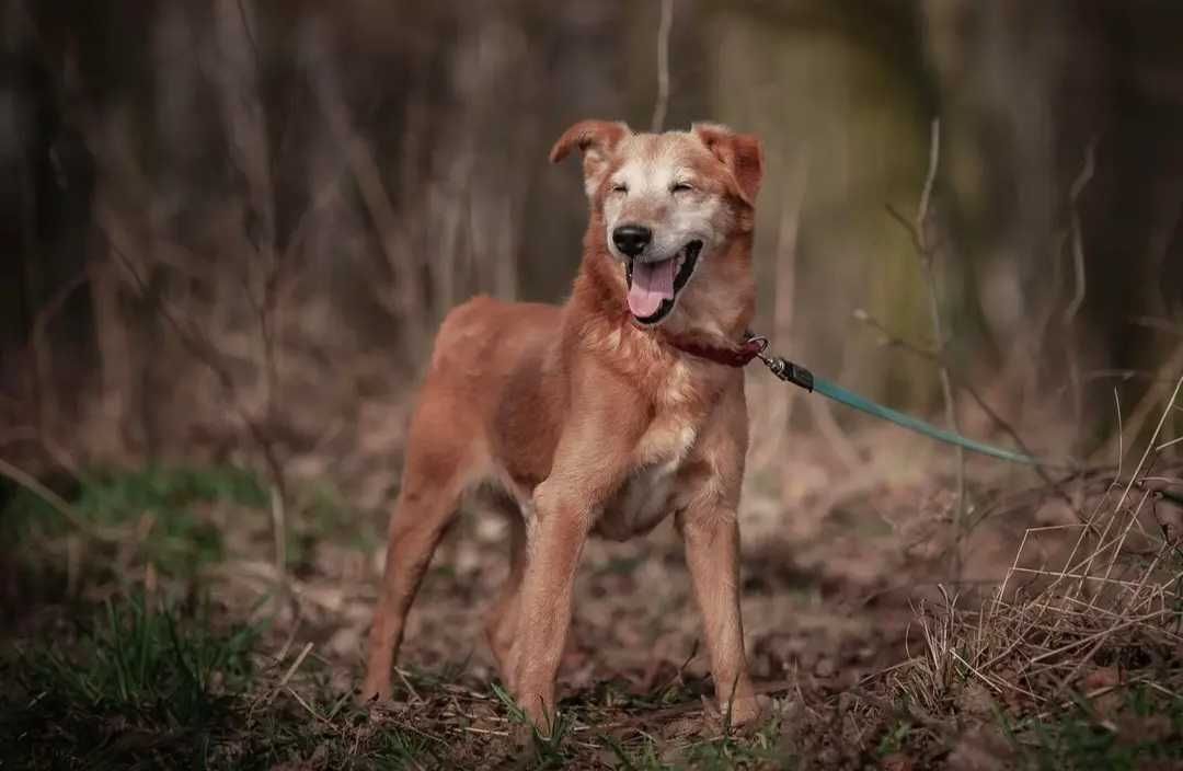 Pokochaj Winiego - cudownego rudaska! :)