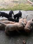 Labradores puppies