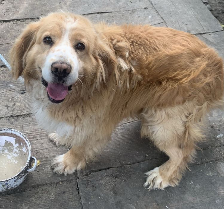 Misiu szuka kochającego domu