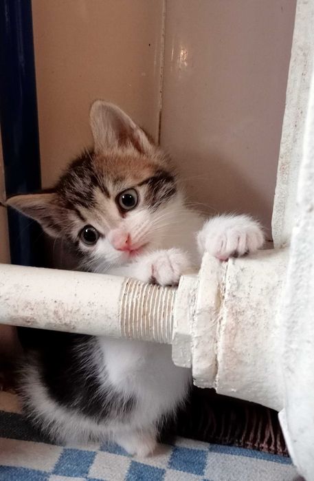 Маленькі кошенятка