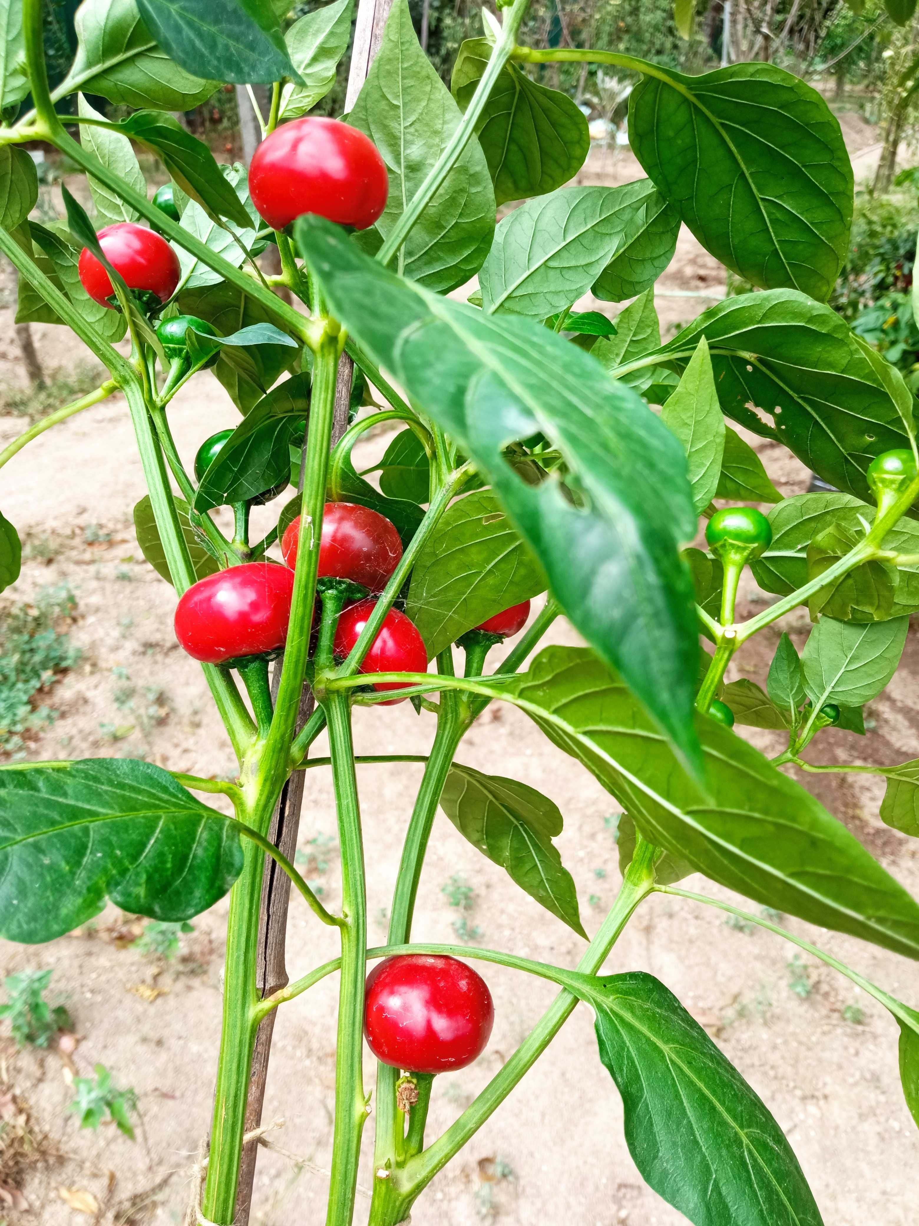 Sementes de Pimentas