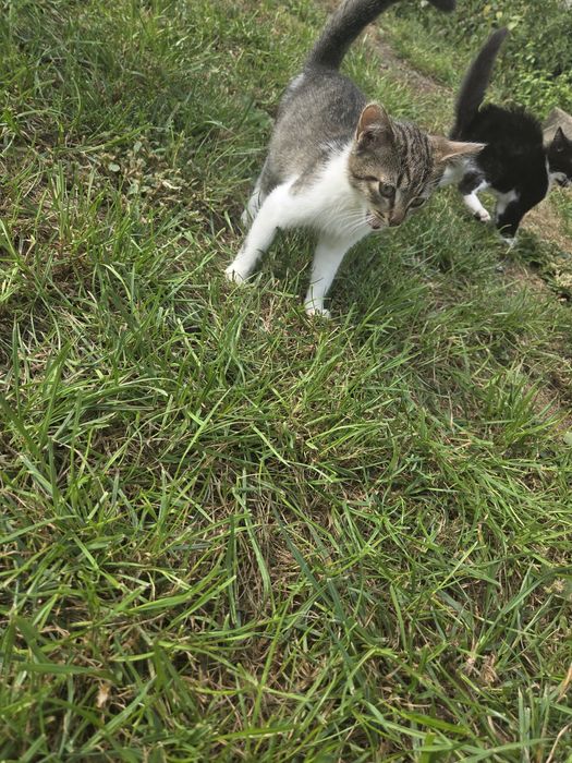 Kociaki do adopcji