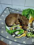 Pincher femea adopcão