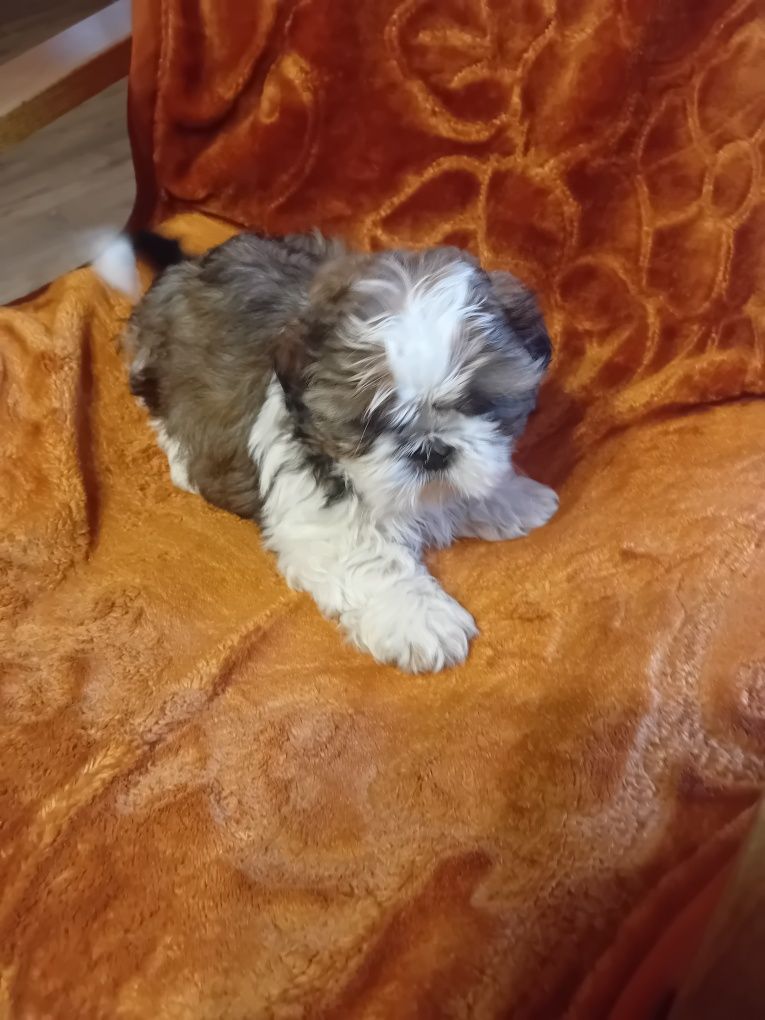 Shih-tzu szczeniak bicolor