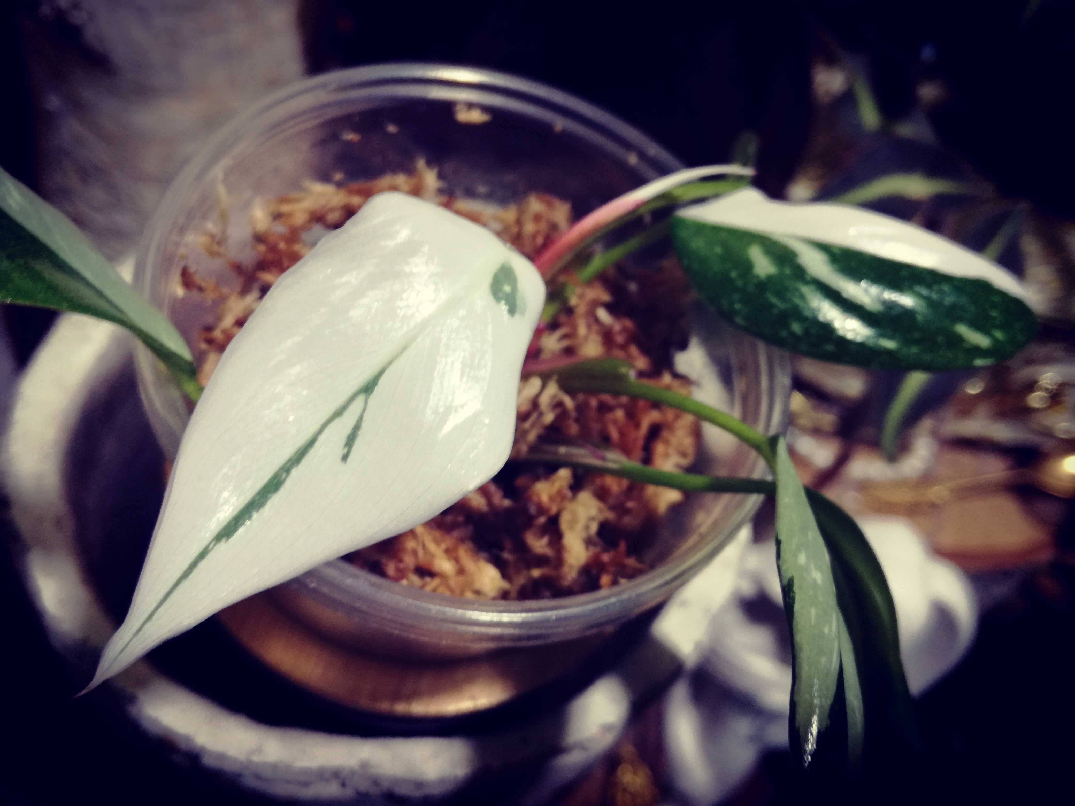 Philodendron Red Anderson Variegata Filodendron roślina NOWY