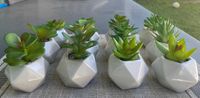 Conjunto de 12 vasos minimalistas com plantas suculentas